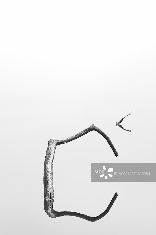 白色背景下的枯萎植物特写图片素材