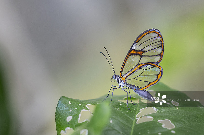 透明蝴蝶，叶子上的蝴蝶特写，巴西图片素材