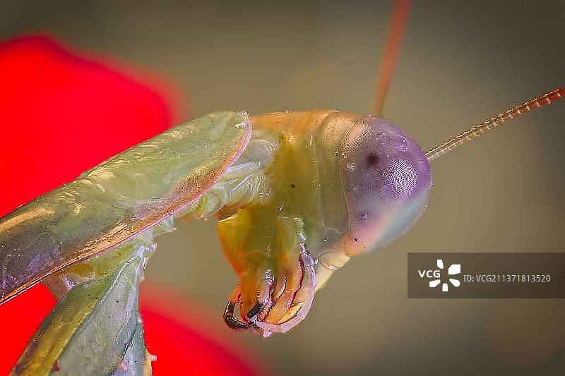 昆虫特写图片素材