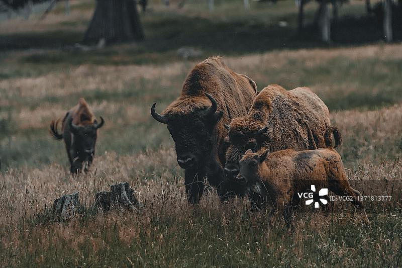 干燥草地上水牛群图片素材