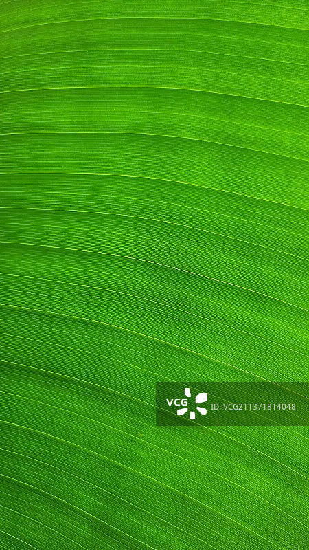 绿叶全景照片图片素材