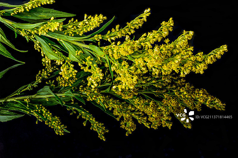 黄色树叶特写，黑色背景图片素材