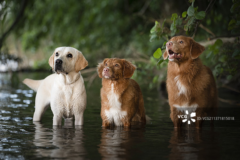 在波兰切希诺湖中拍摄的狗狗肖像照片图片素材