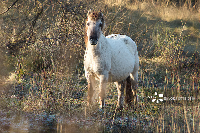 柯尼克小马的肖像，站立在荷兰瓦瑟纳尔市梅因代尔的田野上图片素材