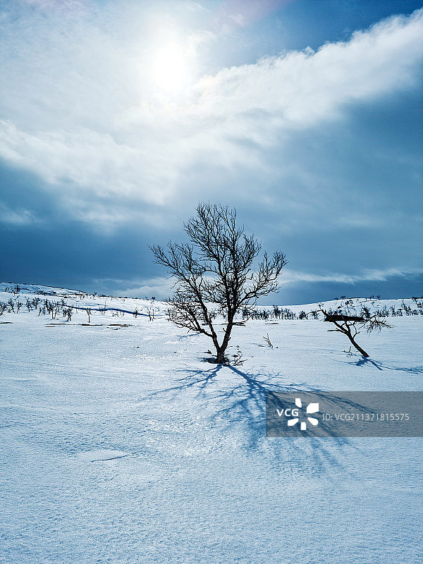 冬日仙境：雪野风光图片素材
