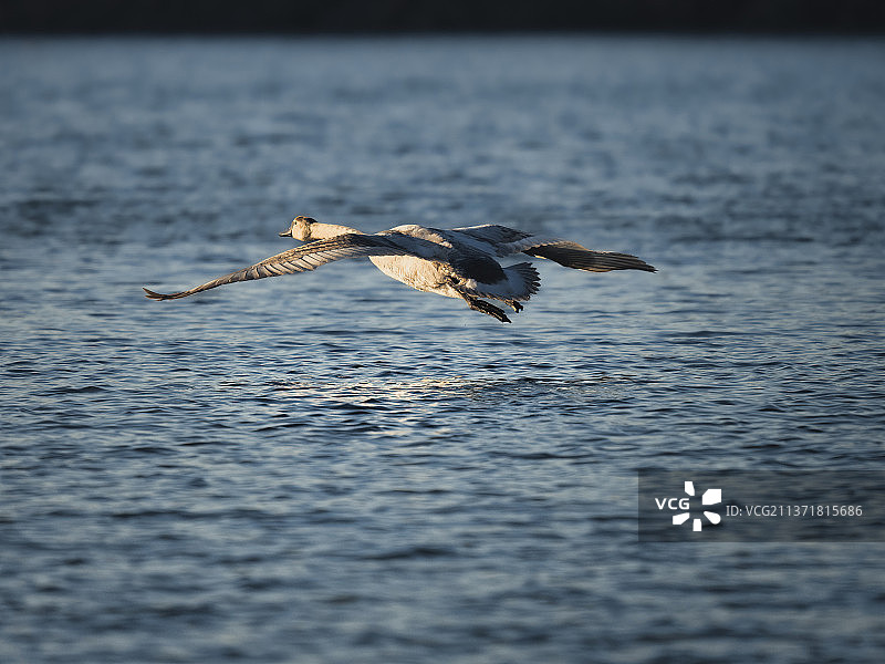 天鹅飞过湖面，老鹰飞过海面的特写镜头图片素材