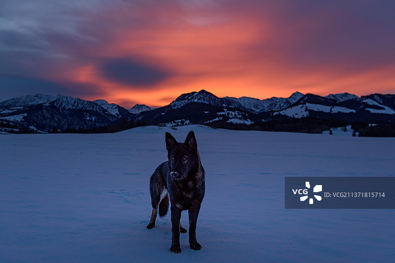 日出时分站在雪地上的德国牧羊犬（后视）图片素材