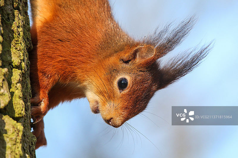 红色松鼠爬树特写图片素材