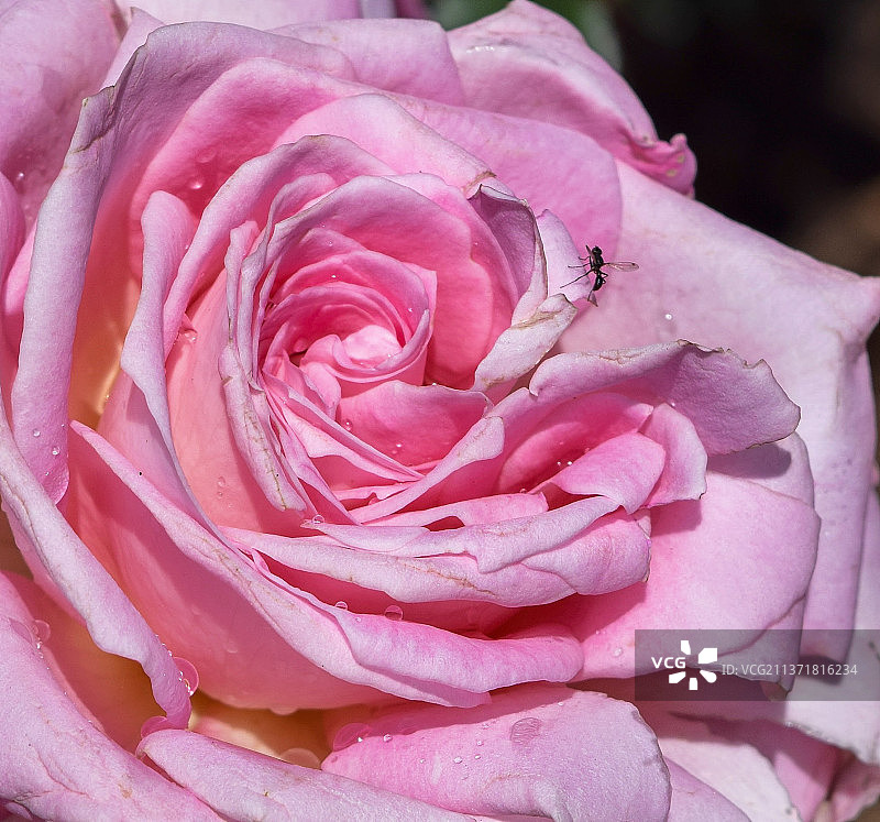 玫瑰的许多层花瓣，粉红玫瑰的特写图片素材
