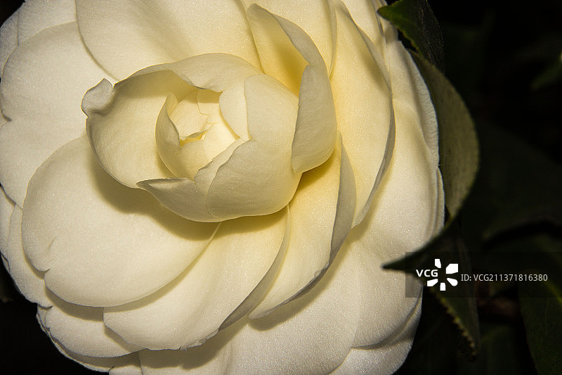 春天的气息：意大利帕维亚的白色玫瑰特写图片素材