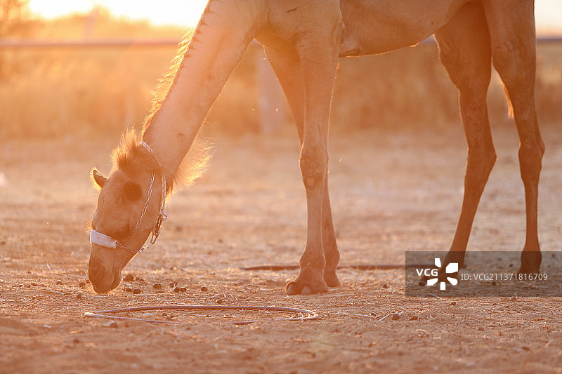 沙漠中向远处眺望的骆驼（高质量）图片素材