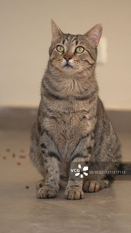 睡在窗台上的灰色苏格兰折耳猫图片素材