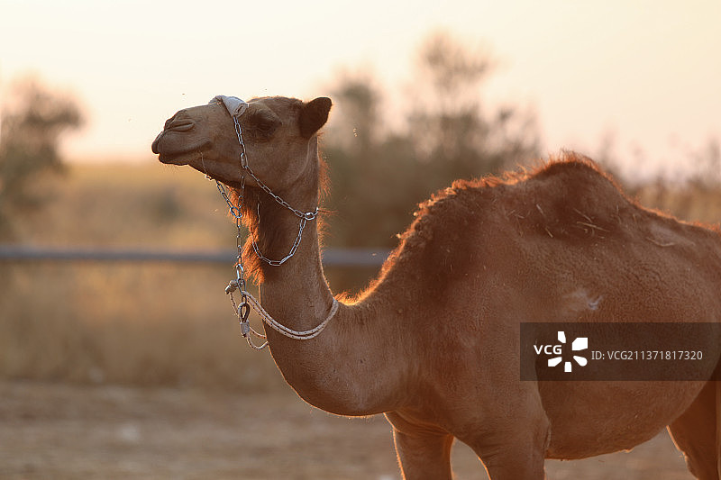 沙漠中向远处眺望的骆驼（高质量）图片素材