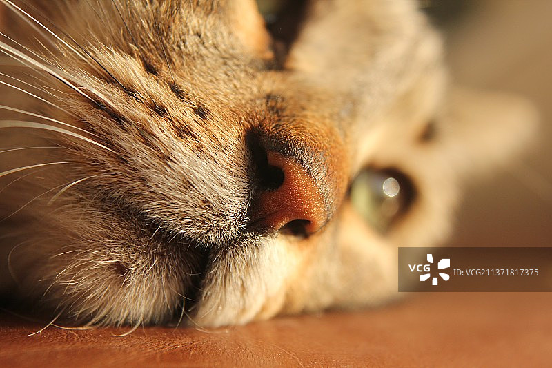 闭着眼睛的猫的口鼻，特写高清图图片素材