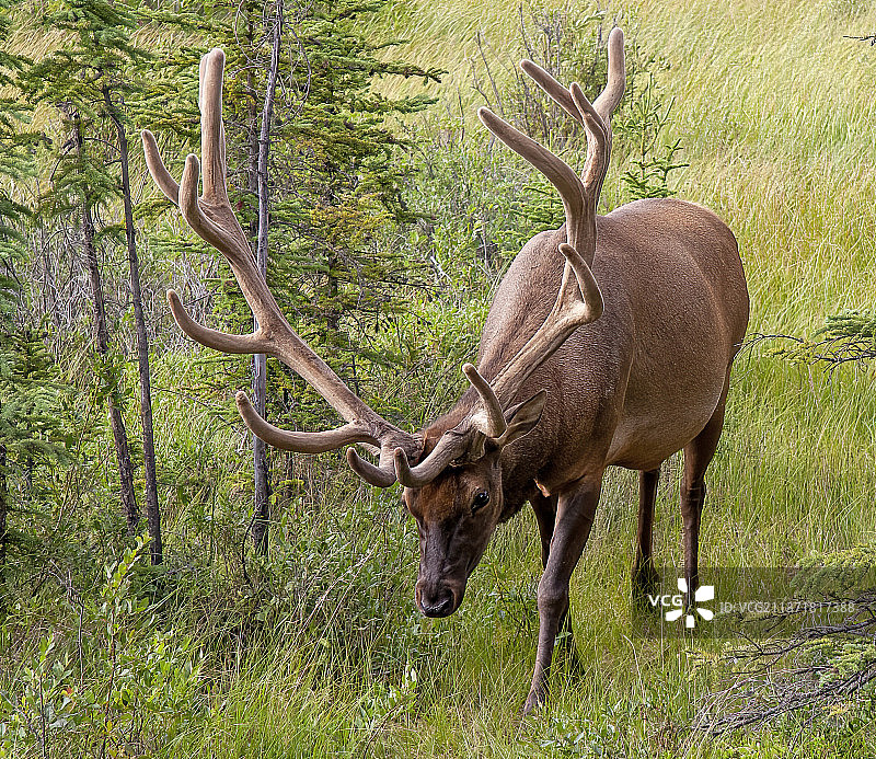 沉思，站在田野上的红鹿侧视图，加拿大贾斯珀图片素材