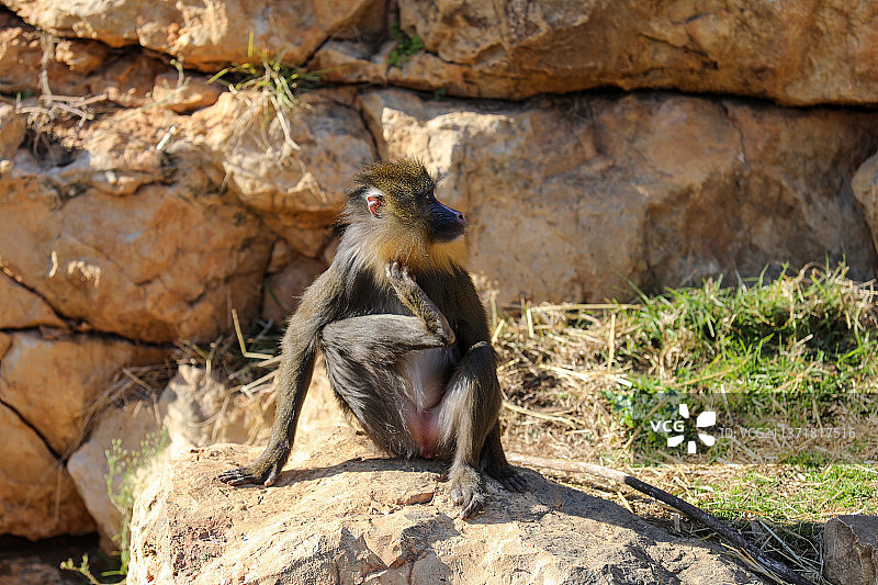 以色列动物园里可爱的猴子图片素材