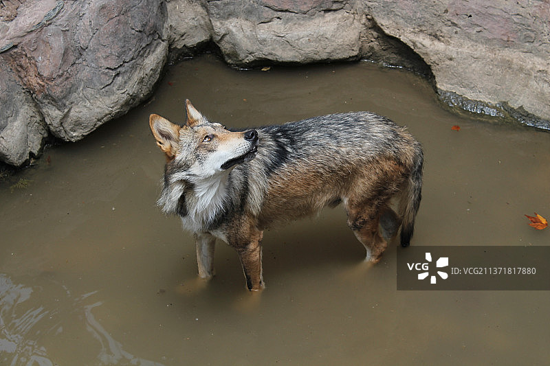 墨西哥狼，狐狸站在湖中的高角度视图图片素材