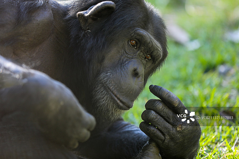 坐在草地上的黑色猴子图片素材