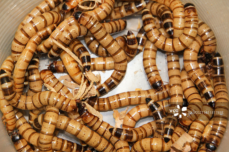 蠕虫纹理和背景：鸟食用粉虫图片素材