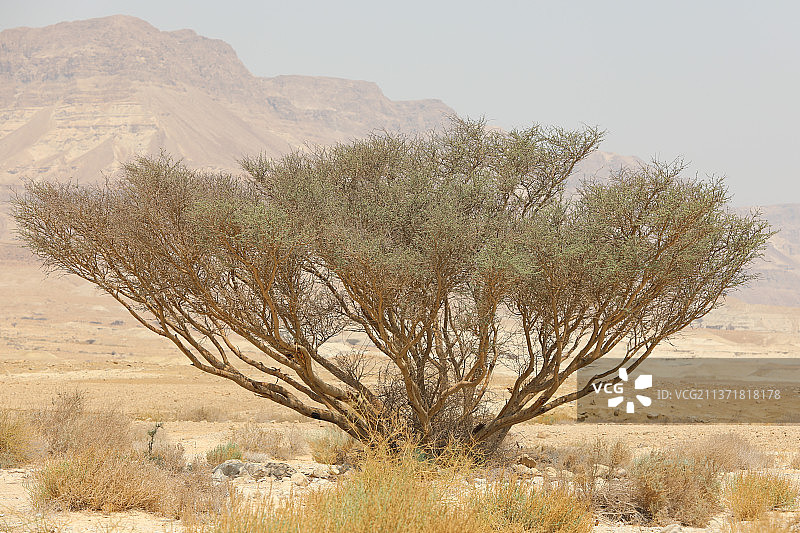以色列内盖夫沙漠的岩石山丘，壮丽的景色图片素材