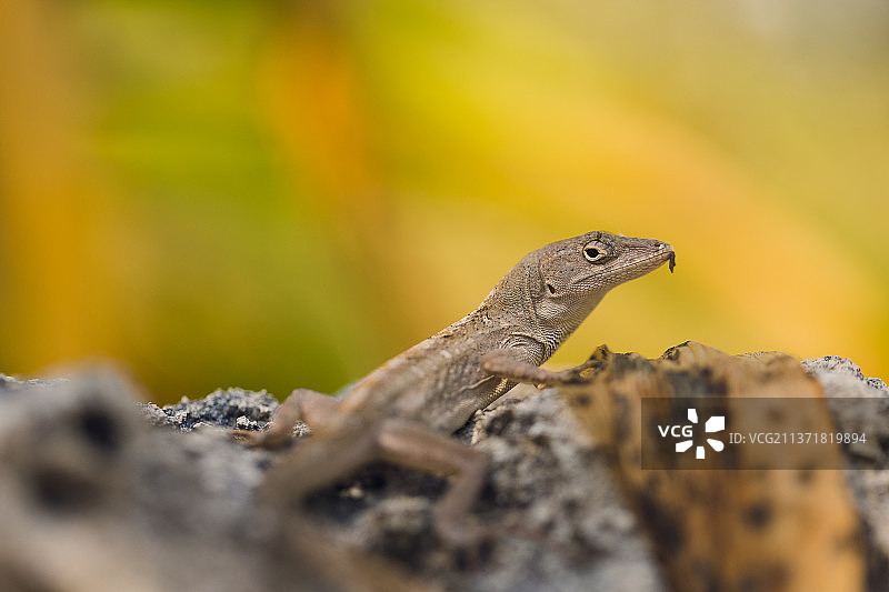 美国佛罗里达群岛变色蜥蜴岩石特写图片素材