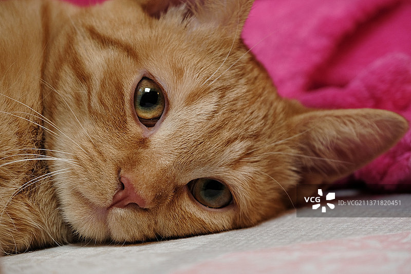 姜色小猫，猫躺在床上特写肖像，意大利科莫图片素材