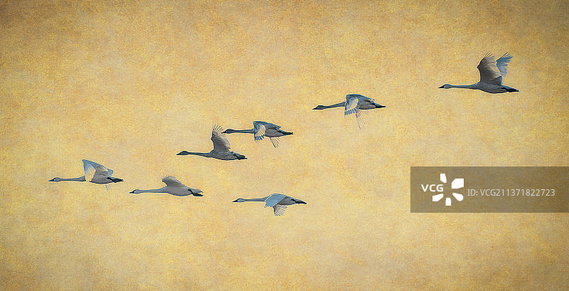 返回阿拉斯加的号手天鹅，低角度拍摄鸟类飞过天空，美国华盛顿州弗农山图片素材