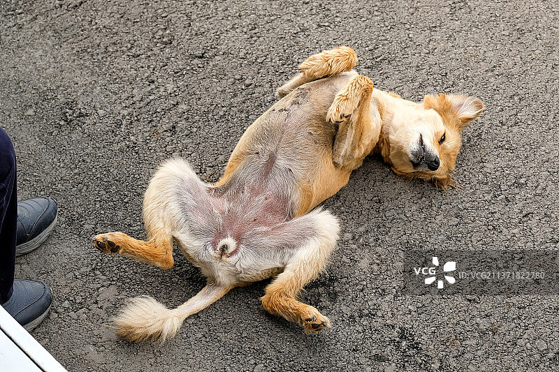 无家可归的狗仰卧在沥青地上，爱玩耍的狗图片素材