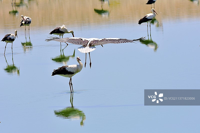 埃及湖边栖息的鸟类高角度视图图片素材