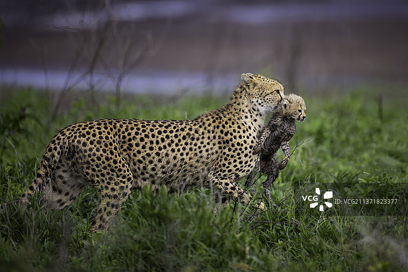 坦桑尼亚，非洲猎豹在田野上行走图片素材