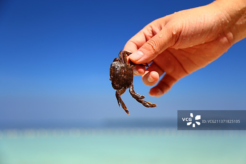 手持螃蟹，背景为印度尼西亚雅加达千岛群岛北部海域图片素材