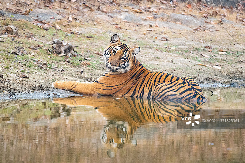老虎在田野上奔跑的侧视图图片素材