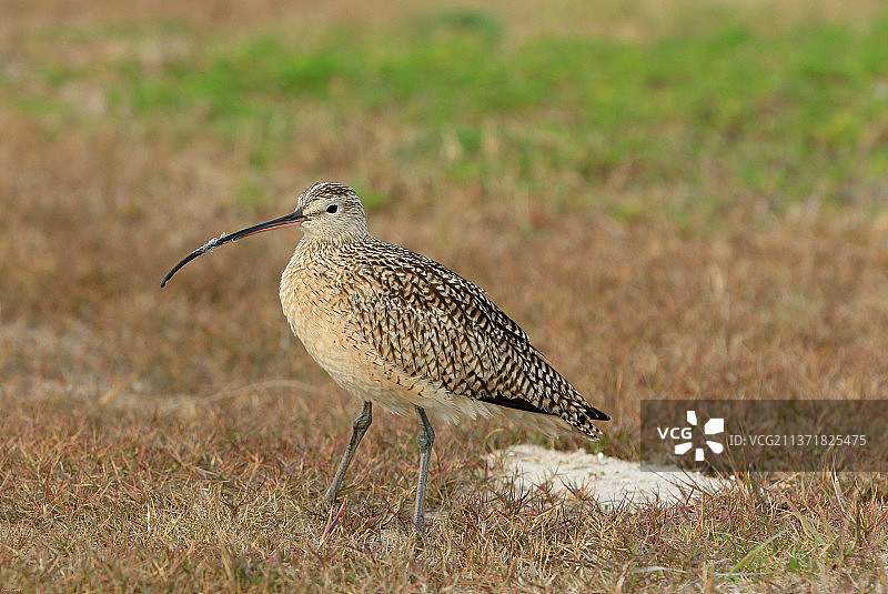 美国德克萨斯州岩港的长嘴鹬特写图片素材