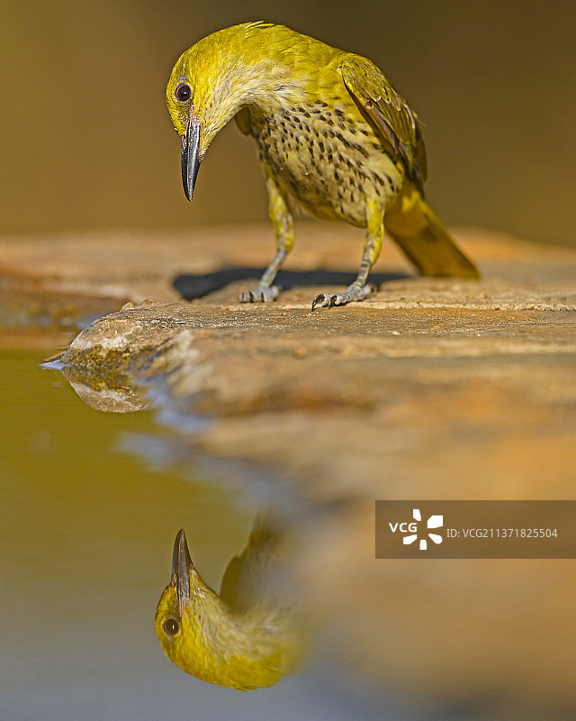 印度卡纳塔克邦班加罗尔金黄鹂鸟在岩石上的倒影特写图片素材