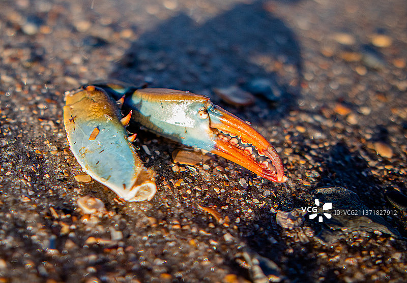 美国佛罗里达州圣奥古斯丁海滩上冲刷上岸的彩色蟹爪图片素材