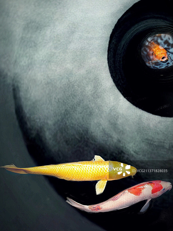 抽象的锦鲤池塘，金鱼在水箱中游泳的俯视图图片素材