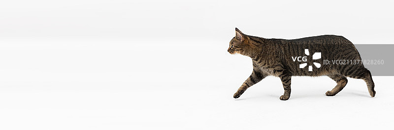 猫横穿白色背景的侧视图全景图片素材