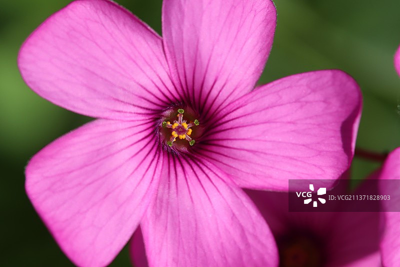 粉色花朵的特写图片素材