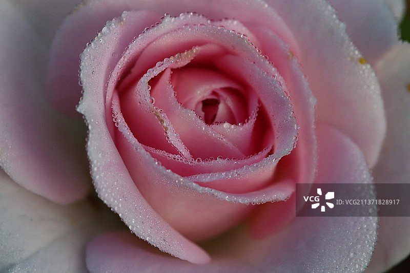 湿粉色玫瑰特写图片素材