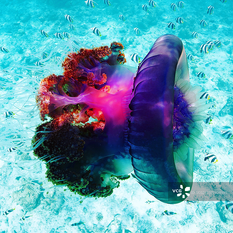 存在数百万年的皇冠水母，从高角度看在海中游泳的水母，诺鲁环礁，马尔代夫图片素材