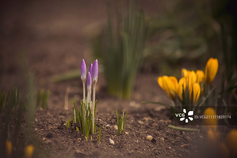 春日：普罗夫迪夫紫色番红花特写图片素材