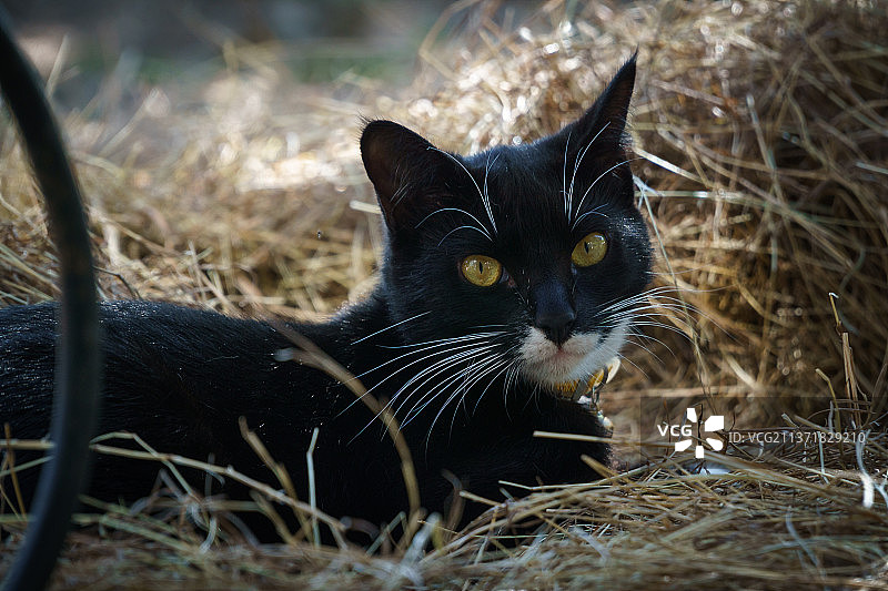 黑猫特写肖像图片素材