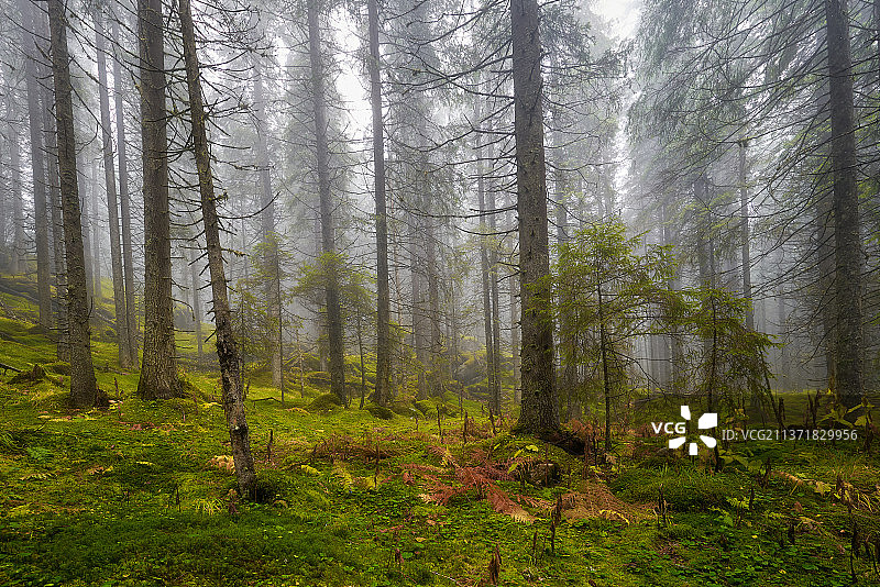 罗马尼亚的森林树木图片素材