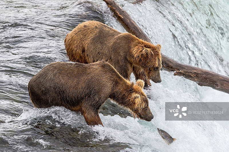 熊和鱼：两只熊在冬季的河流中嬉戏（阿拉斯加布鲁克斯瀑布，美国）图片素材