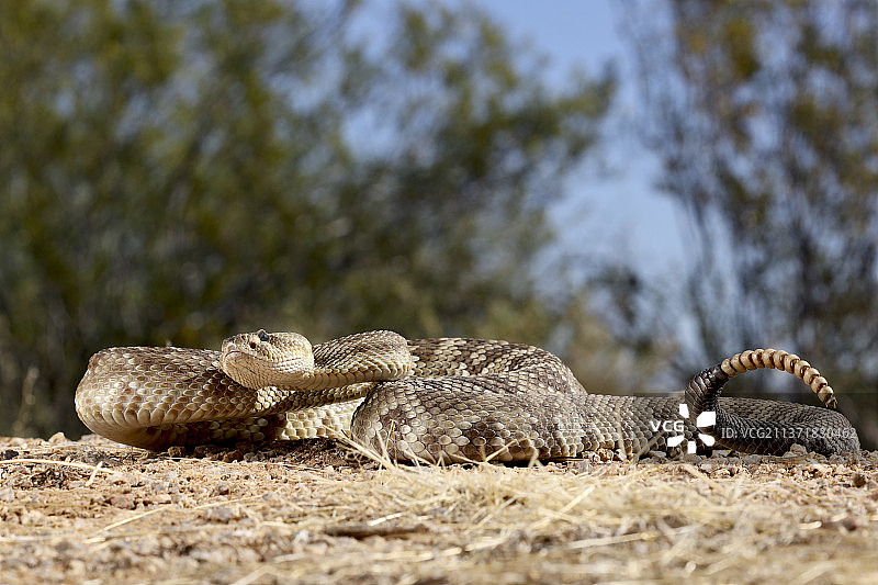 黑尾响尾蛇特写，亚利桑那州，美国图片素材