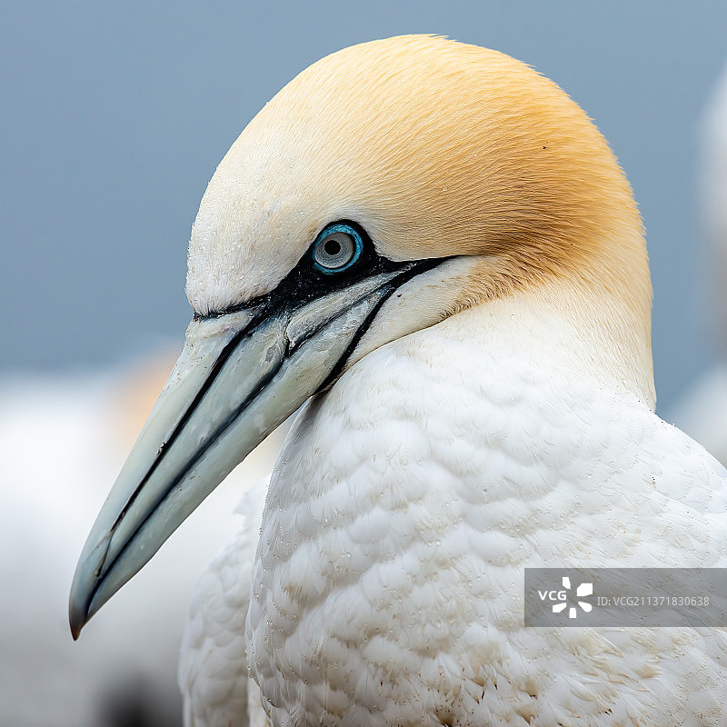 鲣鸟特写图片素材