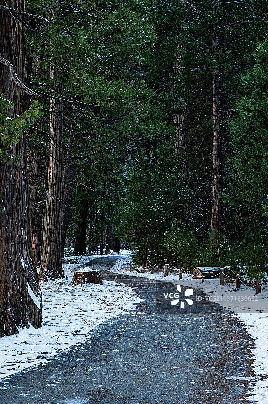 冬季森林中的林地小径树木图片素材