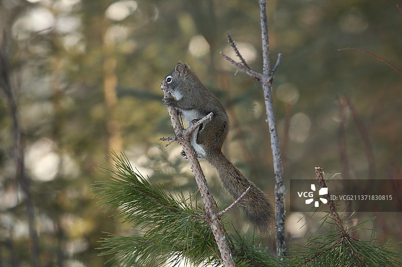 灰松鼠在树干上，美国阿拉斯加州索尔多特纳图片素材