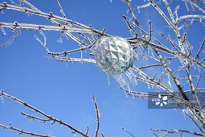 在晴朗的蓝天下冰冻的树木和树枝的低角度视角，劳登县，弗吉尼亚州，美国图片素材