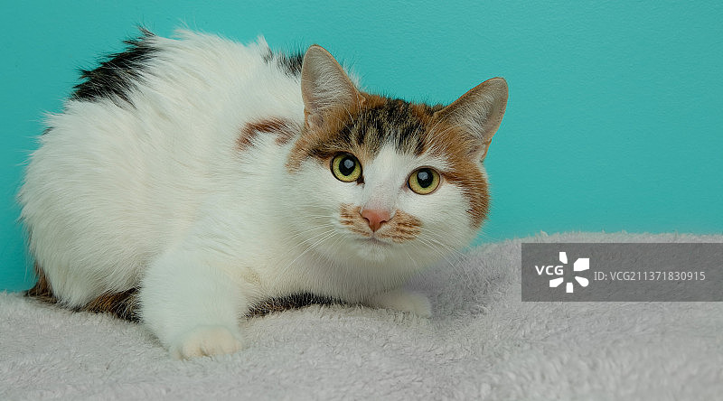 躺在毯子上的可爱玳瑁猫图片素材